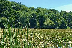 Spring Lake, Roebling Park, Hamilton Township, NJ