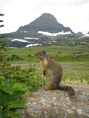 Squirrel Posing at Logan Pass