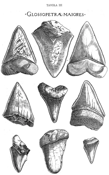 StenoFossilSharkTeeth.webp