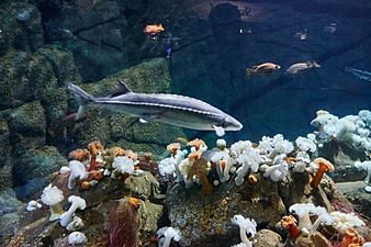 A long sturgeon swims above anemones in a large aquarium