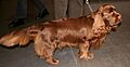 Sussex spaniel t43