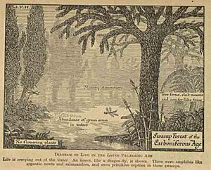 Swamp Forest in the Carboniferous Age