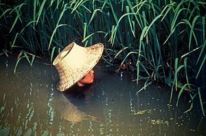 Swimming for rice