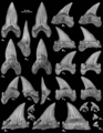Teeth of Cardabiodon venator from the Fairport Member of the Carlile Shale in Mobsy, Montana