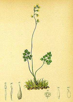 Thalictrum alpinum Atlas Alpenflora.jpg