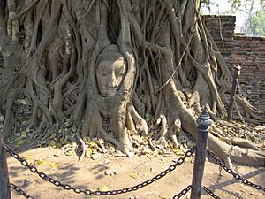 The head of Buddha in Wat Mahathat