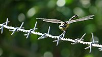 Tiger dragonfly (15852978378)