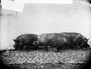 Tyn-y-cwm pigs, Llansawel NLW3361774