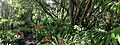 Typical scene at the Tropical Botanical Gardens
