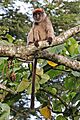 Ugandan red colobus (Procolobus tephrosceles)