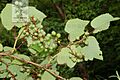 V. pseudoreticulata 3