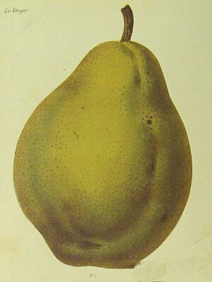 Vt1004Beurré d'Hardenpont