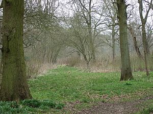 Wayland Wood, early Spring. - geograph.org.uk - 754598.jpg