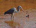 Western reef heron