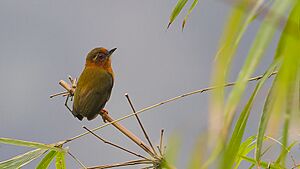 White-browed Piculet Khangchendzonga National Park West Sikkim Sikkim India 19.02.2016.jpg