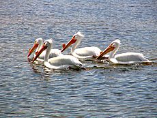 White pelicans fishing