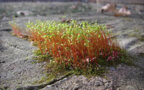 Winter moss
