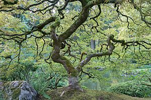 "The Tree" of Portland Japanese Garden