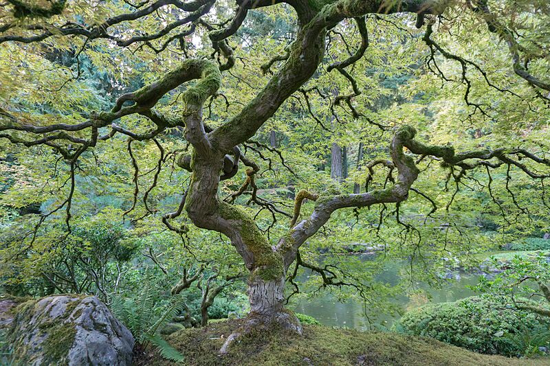  The Tree  of Portland Japanese Garden