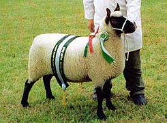 2003 champion ewe (Clun Forest breed)