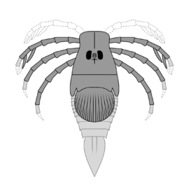 20210116 Megarachne hypothetical reconstruction