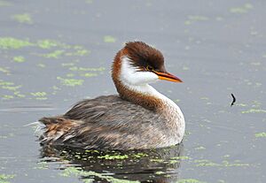 36 Titicaca Grebe.JPG