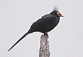 8454 Apo Myna 2 (cropped)