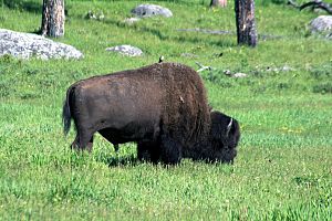 A bird is riding at a bison back