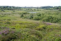 A view across Cors Goch, Anglesey, Wales.jpg