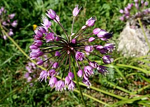 Allium lusitanicum ENBLA01.jpg