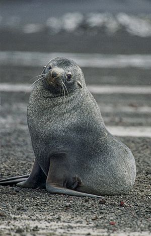 Antarctic, sea lion (js) 64