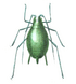 Aphid icon.png