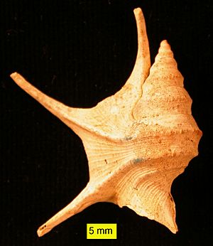 Aporrhais from Pliocene