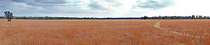 Armand Bayou Nature Center -- Tall Grasses Panorama