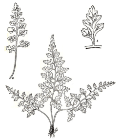 Asplenium montanum parsons