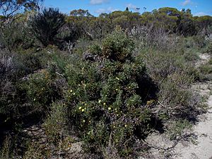 Banksia purdieana habit