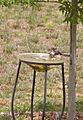 Bird bath backyard summer mockingbird