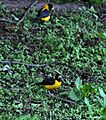 Black-&-Yellow Grosbeak (Male) I IMG 7379