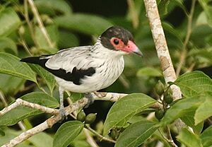 Black-tailed Tityra