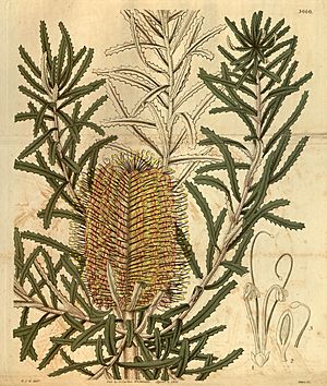 Botanical Magazine 3060 Banksia littoralis