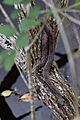 Brown water snake at Big Cypress National Preserve