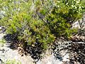 Calothamnus montanus (habit)