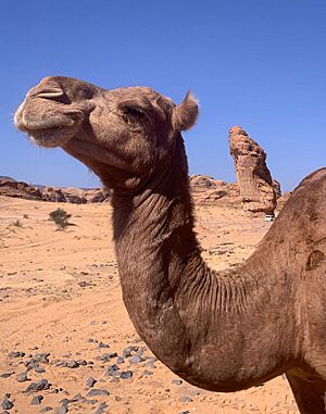 Camel in Al Ula 2023