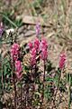 Castilleja raupii