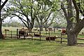 Cattle at LBJ National Historical Park IMG 1487