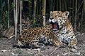 Chapultepec Zoo - Jaguar (02)