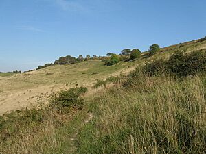 Cissbury Ring - geograph.org.uk - 1514944