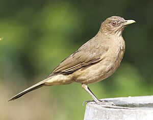 Clay colored Thrush