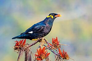 Common Hill Myna, Satchari NP, Bangladesh 1.jpg