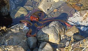 Common octopus (Pinnoctopus cordiformis) in shallow rock pool